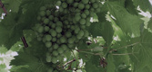 Early stages: ripening vines at Bodegas Tittarelli, Rivadavia